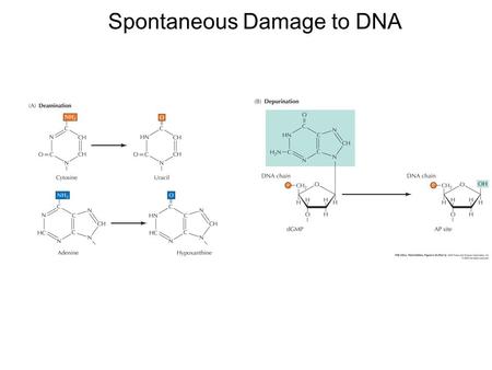 Spontaneous Damage to DNA. Examples of DNA Damage Induced by Radiation and Chemicals.