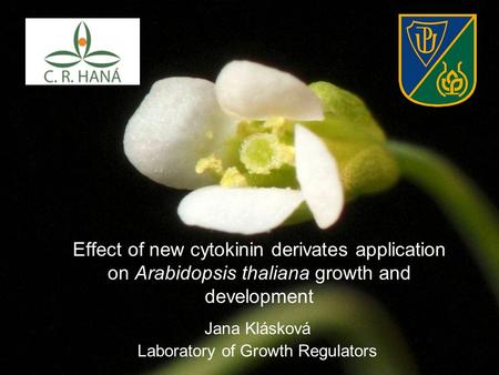 Effect of new cytokinin derivates application on Arabidopsis thaliana growth and development Jana Klásková Laboratory of Growth Regulators.