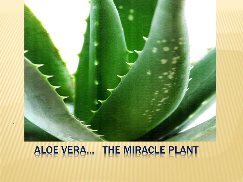 ALOE VERA… The miracle plant - ppt video online download