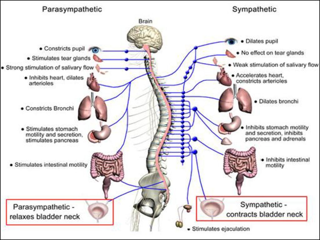 Медитация вегетативной системы. Вегетативная нервная система анатомия схема. Парасимпатическая система вагус. Симпатическая и парасимпатическая нервная система. Симпатическая нервная система.
