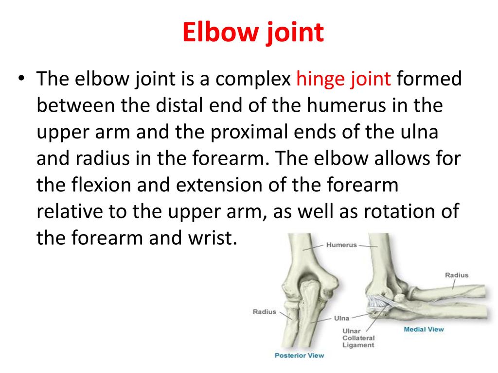 Elbow joint The elbow joint is a complex hinge joint formed between the  distal end of the humerus in the upper arm and the proximal ends of the  ulna and. - ppt