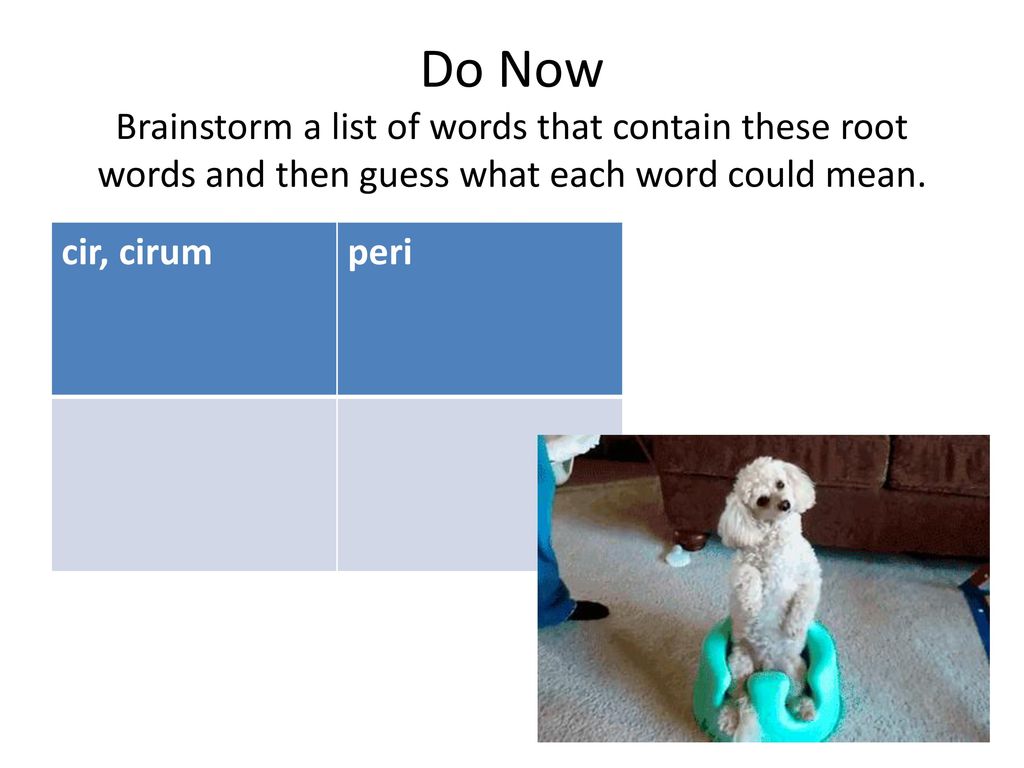 beruset Anholdelse episode Do Now Brainstorm a list of words that contain these root words and then  guess what each word could mean. cir, cirum peri. - ppt video online  download