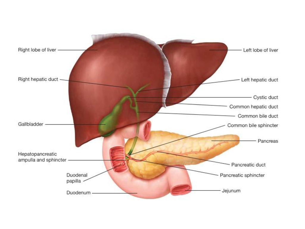 С какой стороны находится печень у мужчин. Печень анатомия. Печень анатомия человека расположение. Анатомическое расположение печени. Печень и желчный пузырь анатомия.