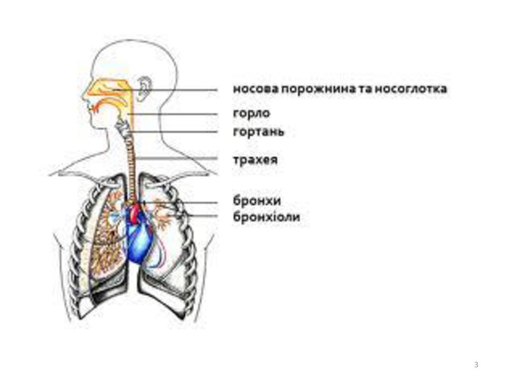 Носоглотка бронхи гортань носовая полость легкие трахея. Дыхательная система человека схема с подписями. Строение системы органов дыхания человека. Схема строения органов дыхания. Дыхательная система человека анатомия функции.