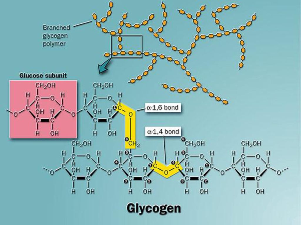 Глюкоза является мономером. Гликоген - ветвящийся полимер. Мономер гликогена. Гликоген разветвленный полимер. Разветвленная структура гликогена.