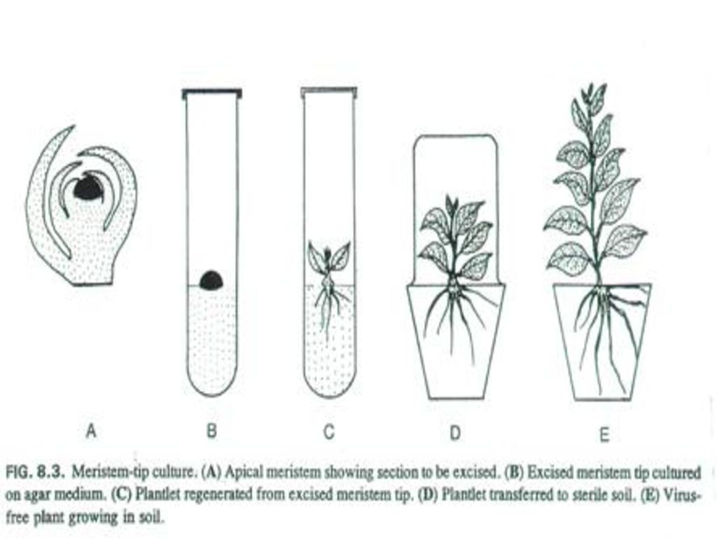 Этапы микроклонального размножения. Схема микроклонального размножения растений. Микроклональное размножение растений этапы. Метод микроклонального размножения растений. Метод культуры тканей микроклональное размножение.