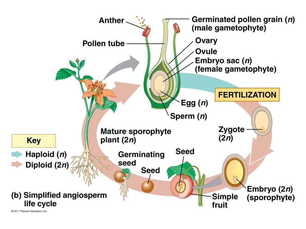 Angiosperm Reproduction - ppt video online download