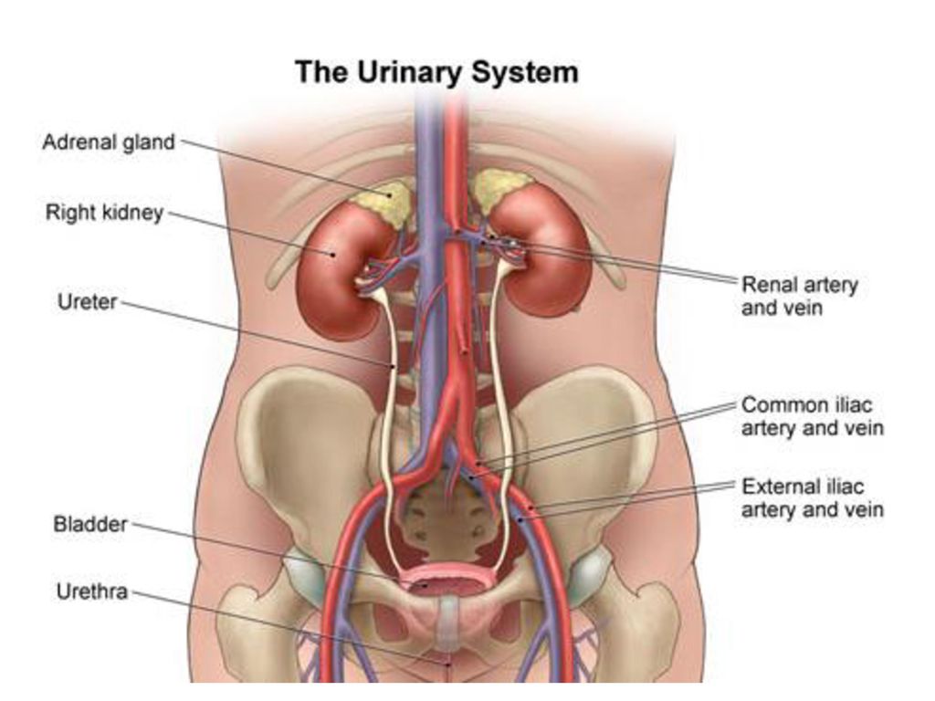 Кролог. Urine System. Анатомия женской мочеполовой системы. Urinary System фото. Анатомия человека мочевой пузырь у женщин.