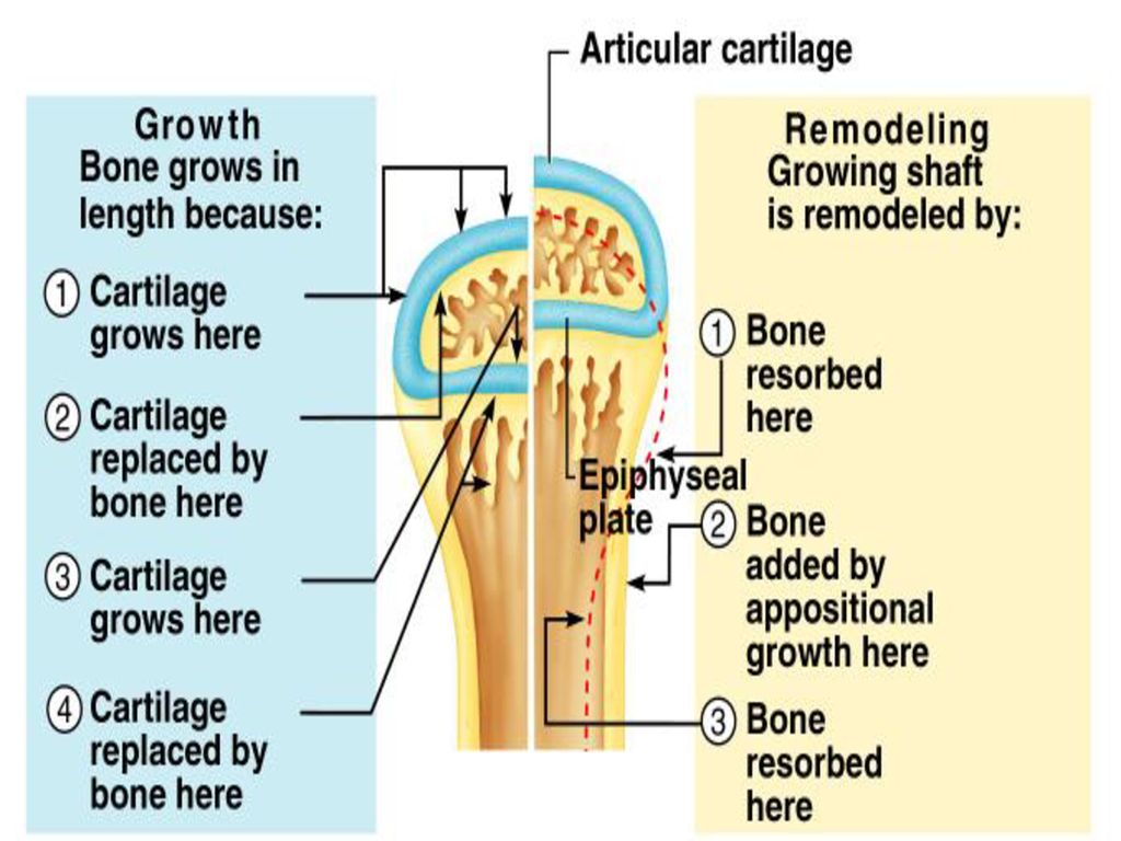 THE SKELETAL SYSTEM. - ppt download