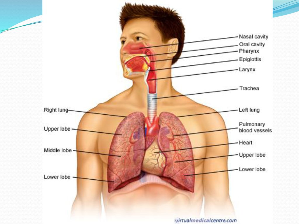 Где находятся легкие. Где находятся лёгкие. Respiratory System Anatomy. Пищевая и дыхательная система. Где находится трахея у человека.