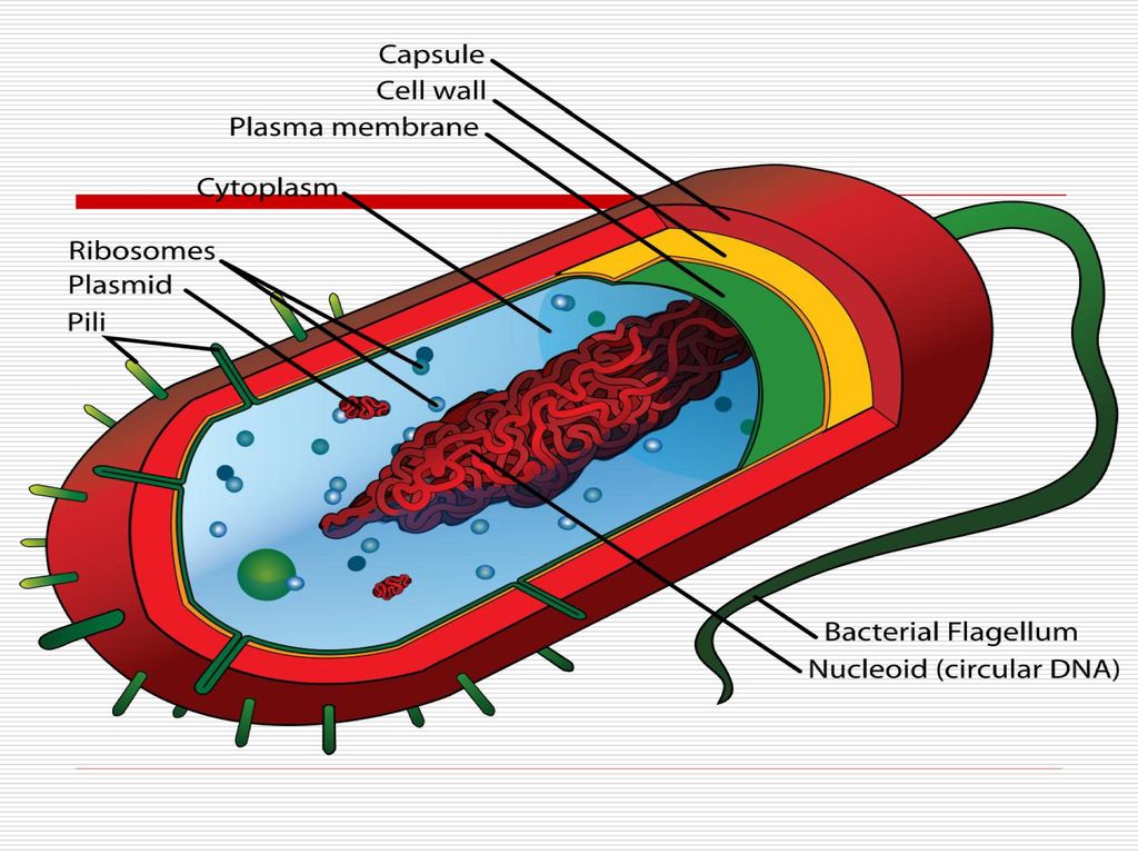 Выход прокариот на сушу. Бактериальная клетка. Состав бактерии. Прокариотическая. Обязательные компоненты бактериальной клетки.