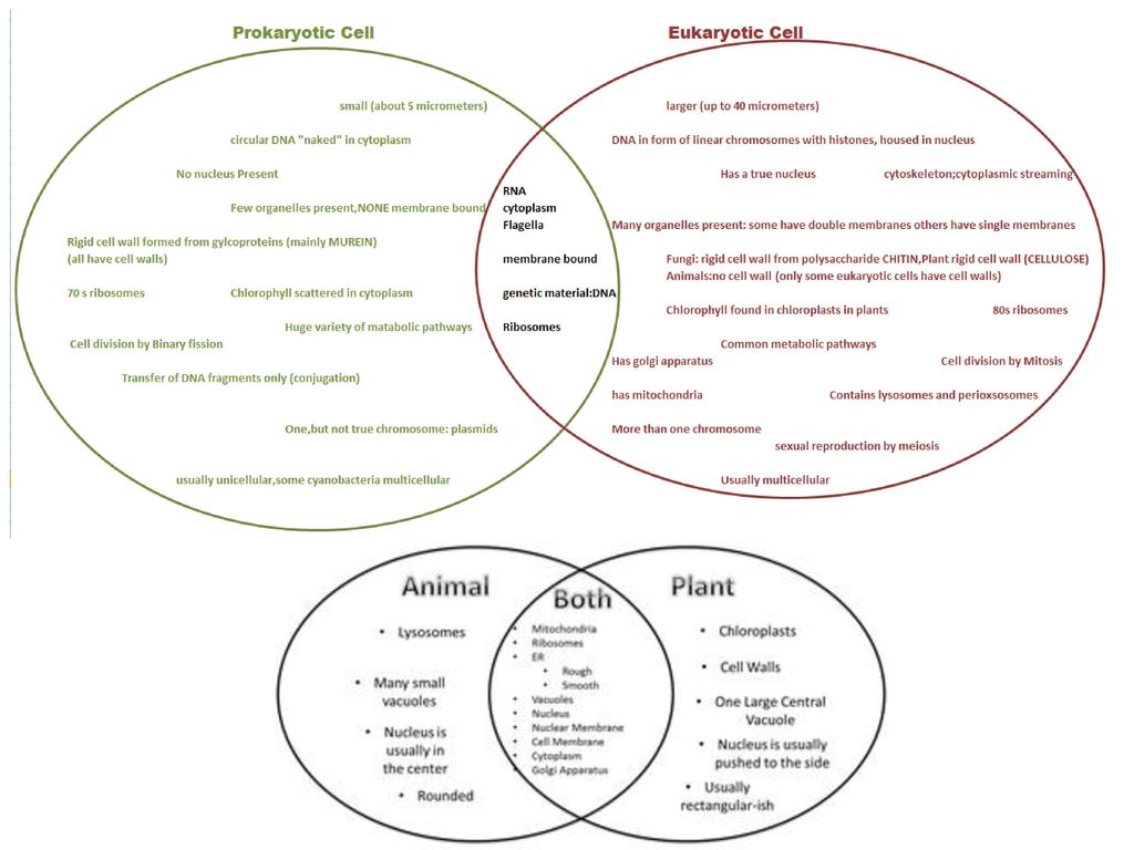 Cells Chapter 7 Cell Theory Prokaryote Vs Eukaryote Cells Ppt Download Cells Chapter 7 Cell Theory Prokaryote Vs Eukaryote Cells Ppt Download