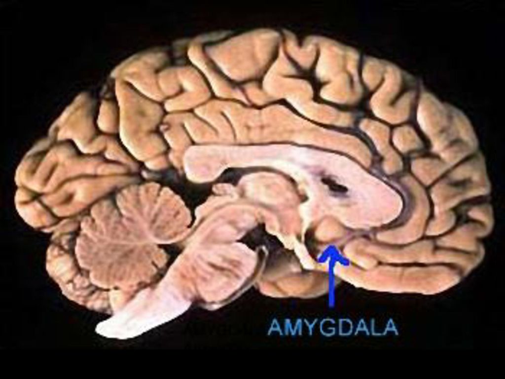 Brain 2024. Миндалевидное тело. Миндалевидное тело в головном мозге функции. Амигдала и эмоции. Амигдала латеральная мозг лошади.