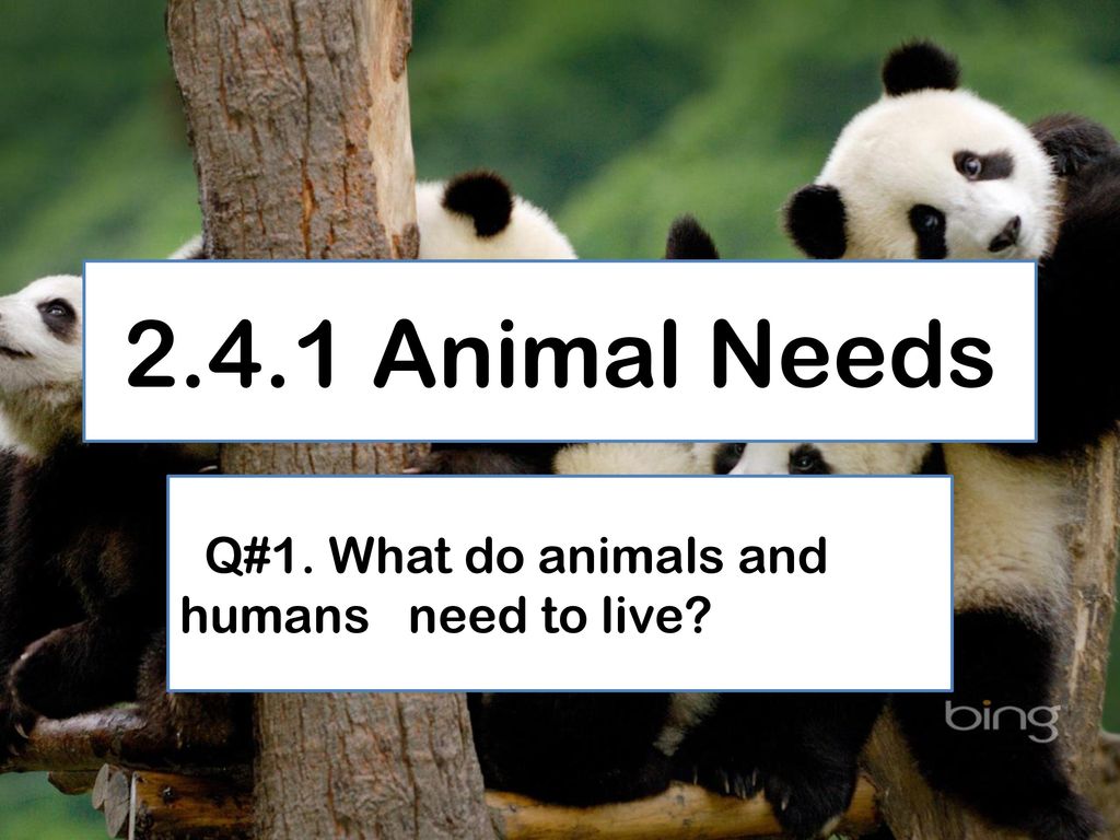 Q#1. What do animals and humans need to live? - ppt download Q#1. What do animals and humans need to live? - ppt download