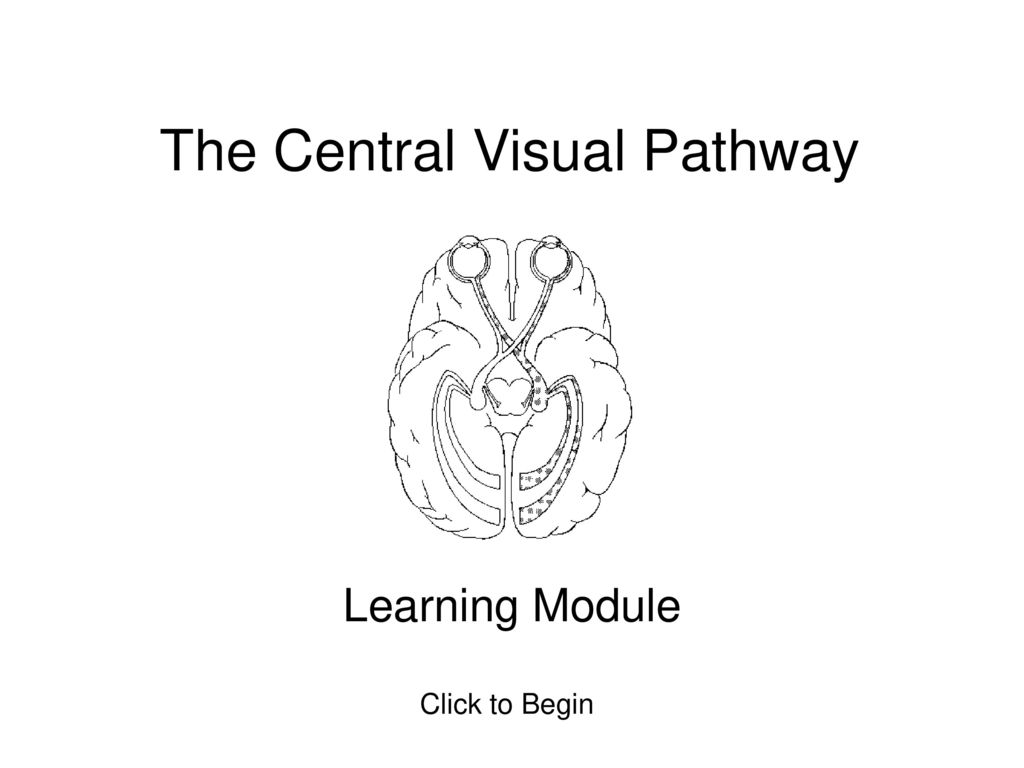 The Central Visual Pathway - ppt download