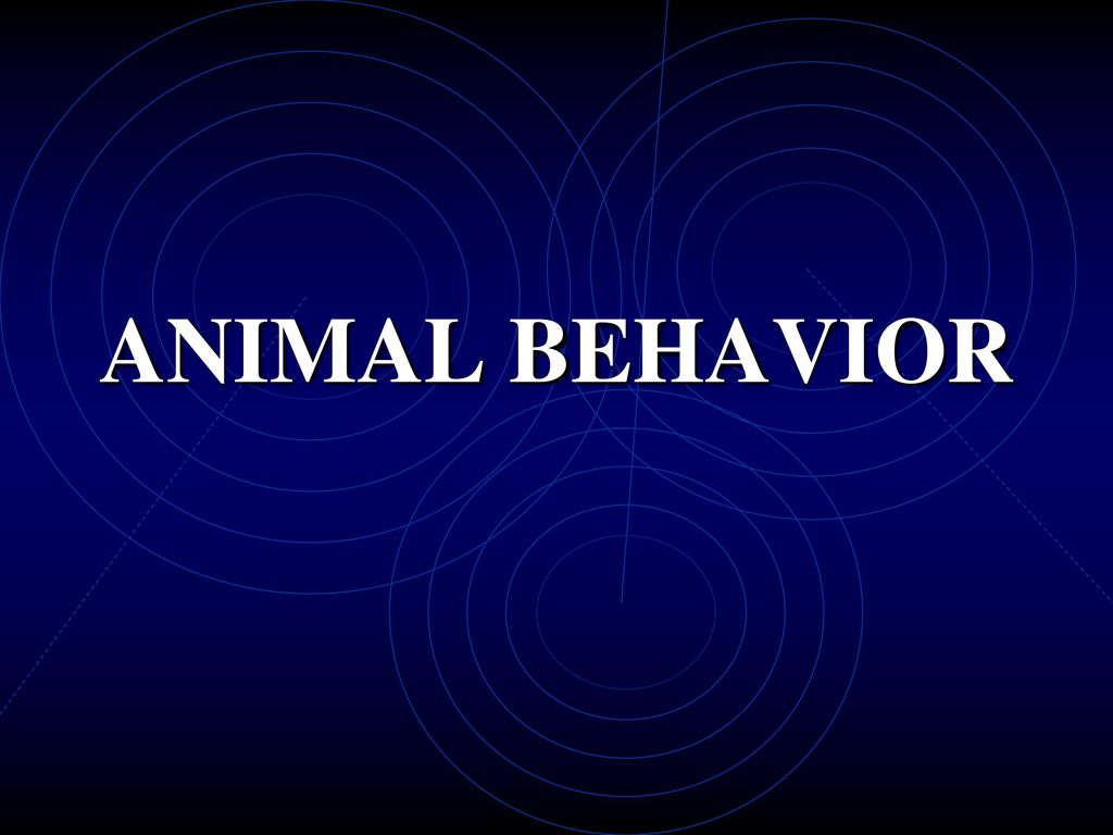 ANIMAL BEHAVIOR. - ppt download