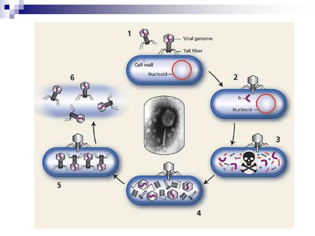 Охарактеризуйте жизненный цикл бактериофага. Размножение вирусов схема. Схема размножения вируса бактериофага. Размножение вируса в клетке схема. Механизм размножения вирусов.