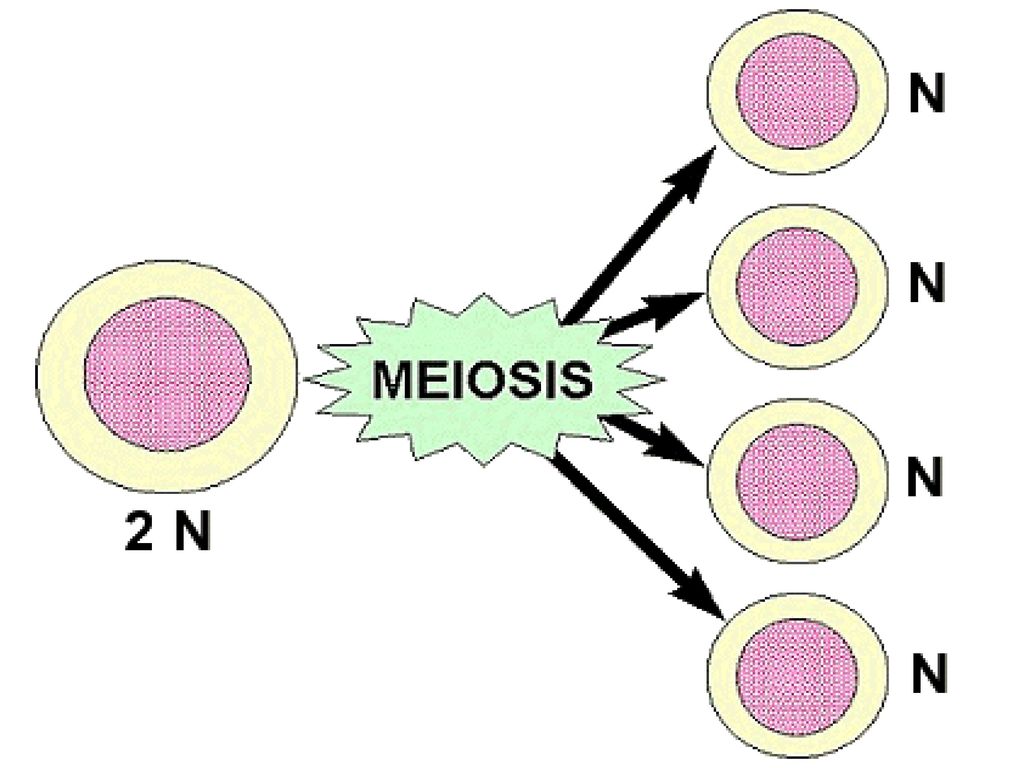 Sperm Meiosis. B-52 Cell diagram.