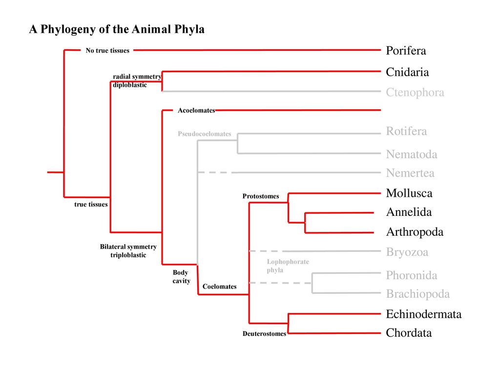 A Phylogeny of the Animal Phyla - ppt download