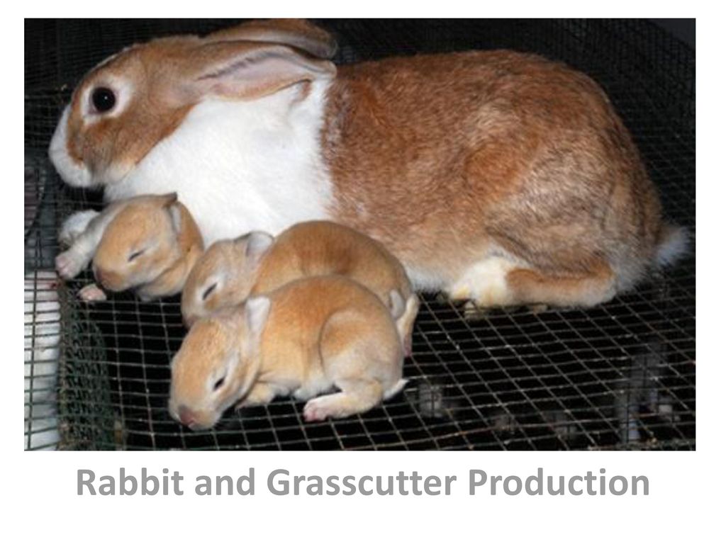 Rabbit and Grasscutter Production - ppt download