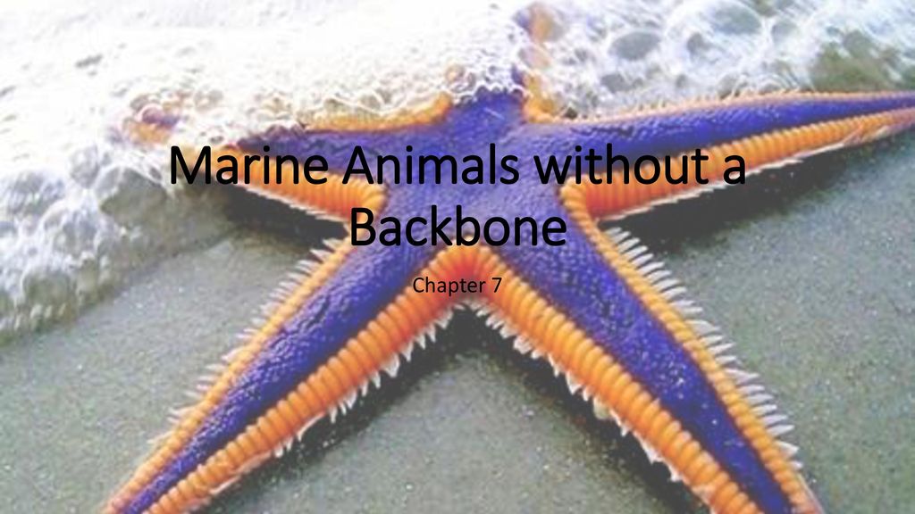 Marine Animals without a Backbone - ppt download