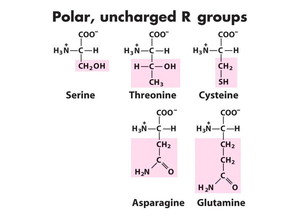Proline Amino acid. Аспарагин и глутамин. Треонин аминокислота. Non Polar Amino acids. Треонин это
