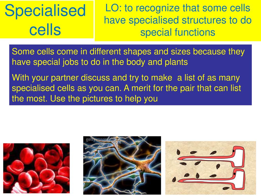 Specialised Cells Lo To Recognize That Some Cells Have Specialised Structures To Do Special Functions Some Cells Come In Different Shapes And Sizes Because Ppt Download