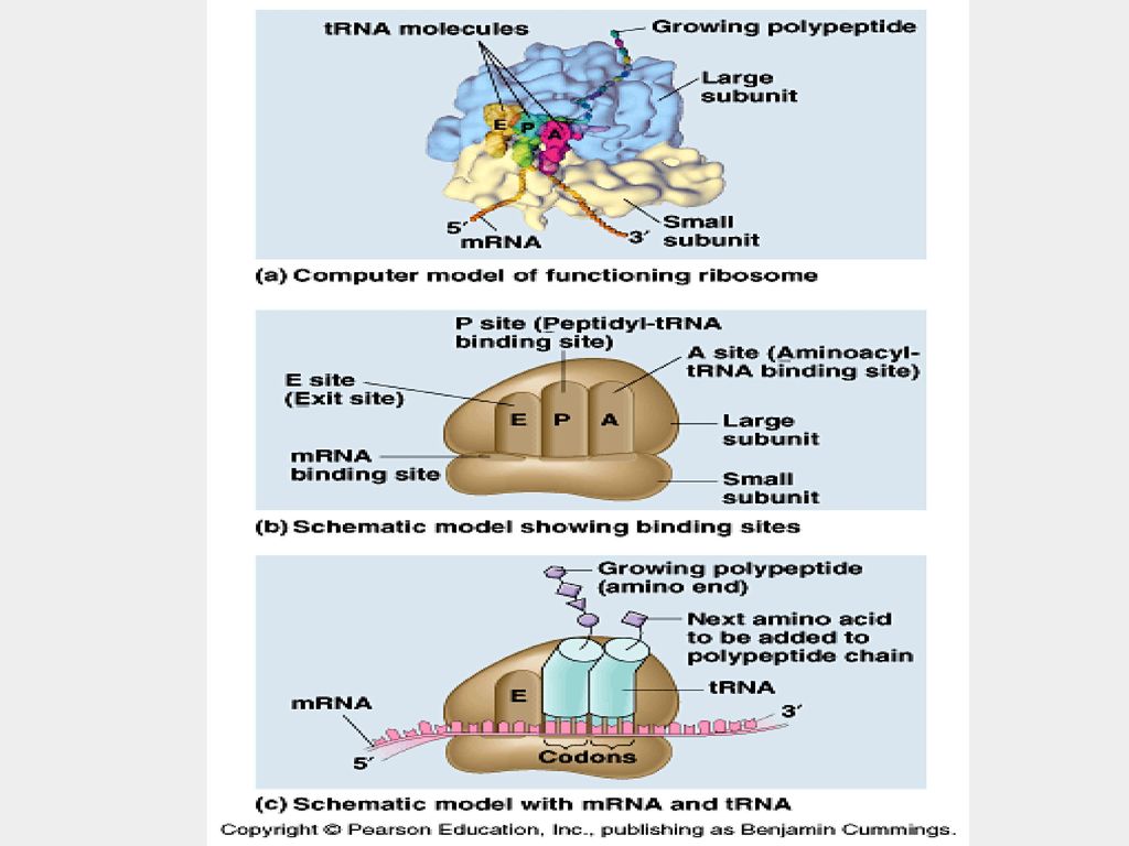 CHAPTER 17 FROM GENE TO PROTEIN - Ppt Download