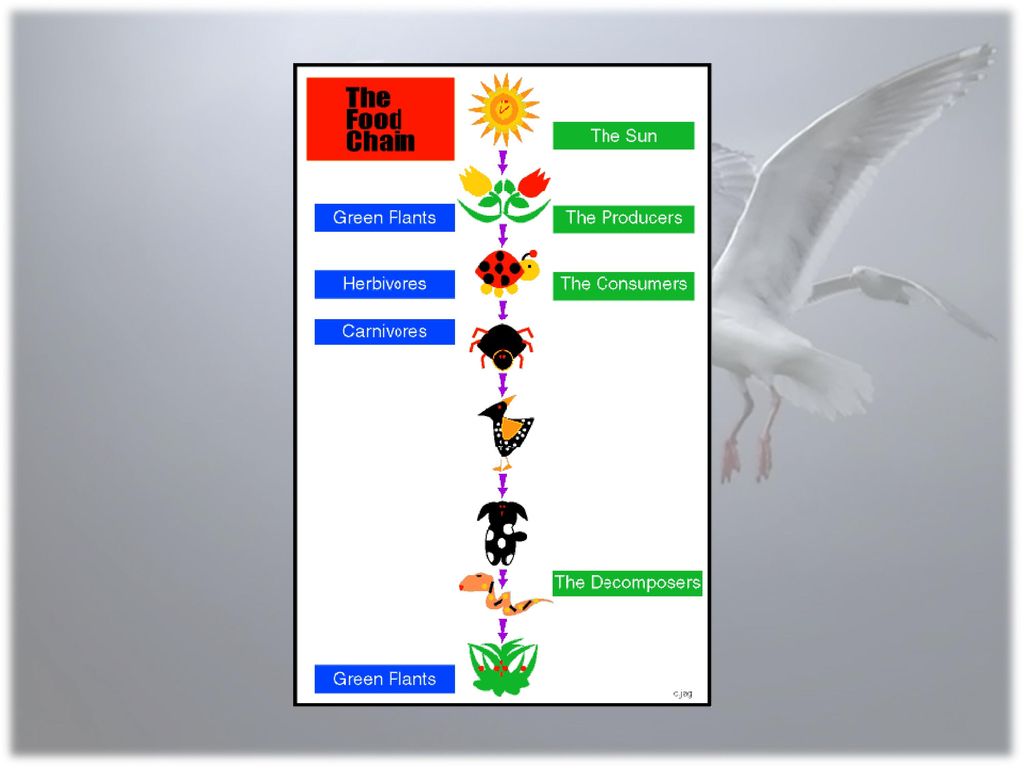 Do you like to play games. If you do, you will need energy Biology Diagrams