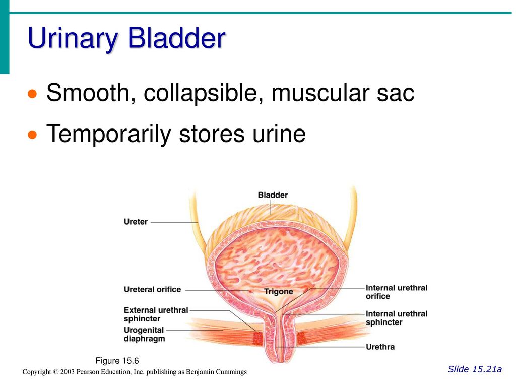 Urinary Bladder Smooth, collapsible, muscular sac - ppt download