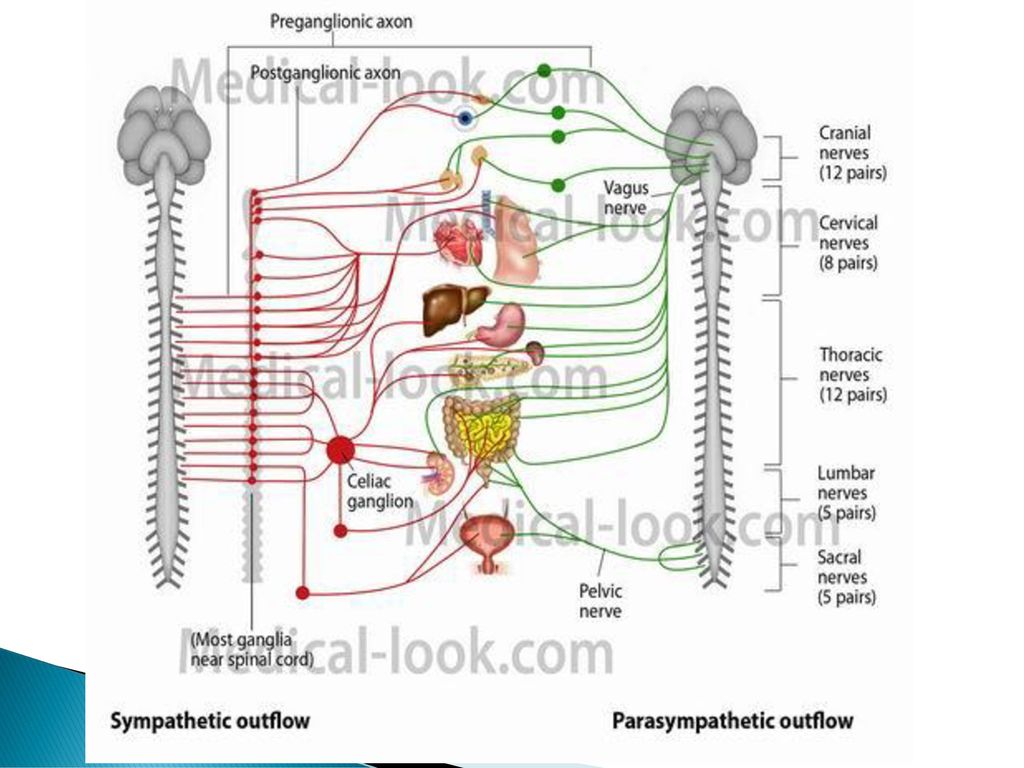 Spinal Nerves and Autonomic Nervous System - ppt download