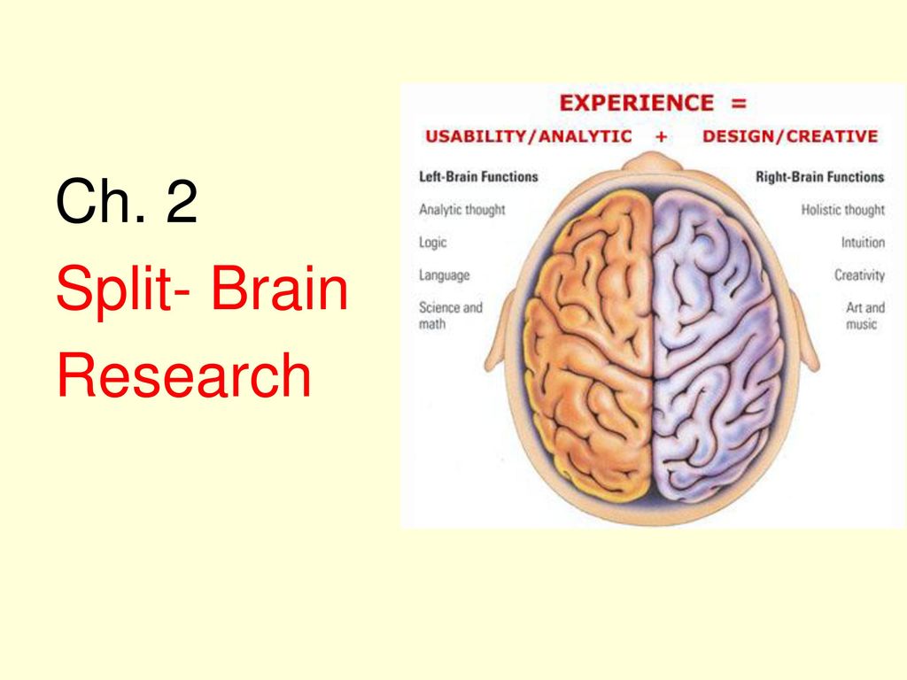 what exactly is a split brain