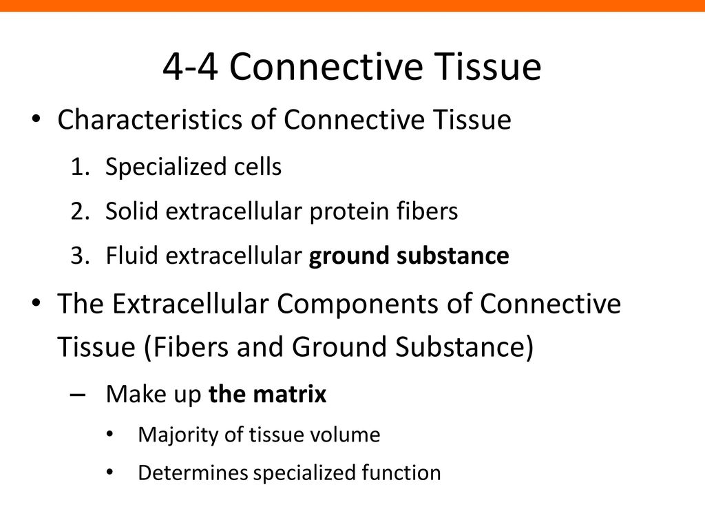Connective Tissue Types (Examples) And Functions, 44% OFF