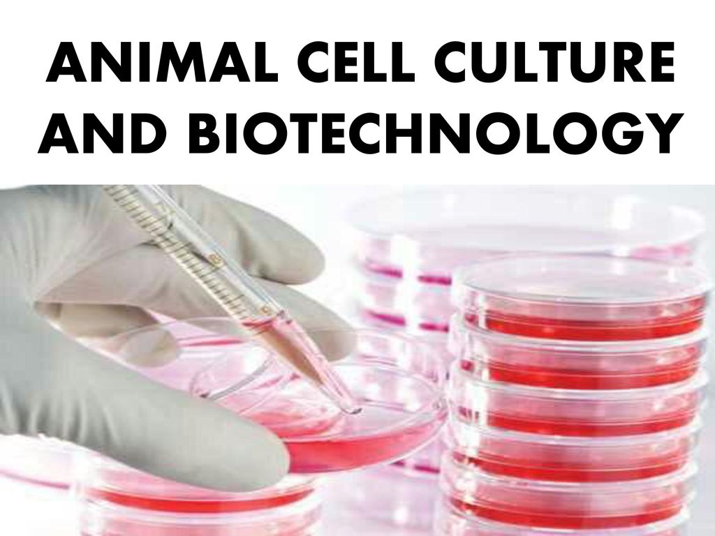 ANIMAL CELL CULTURE AND BIOTECHNOLOGY - ppt download