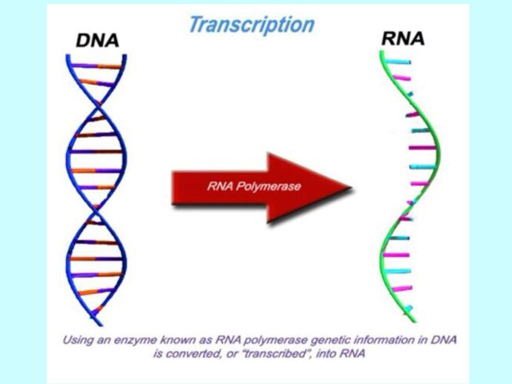 Днк информация. Transcription Biology. Biology транскрипция. ДНК В форме фигуры. Draw транскрипция.