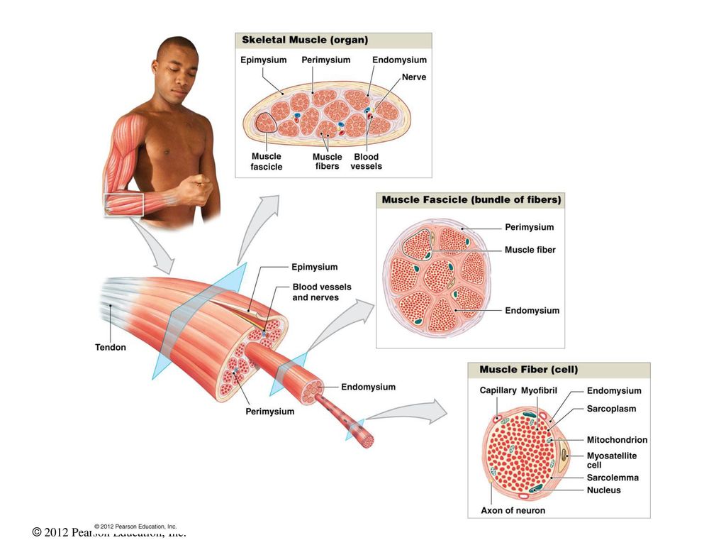 Ganancia muscular cetosis