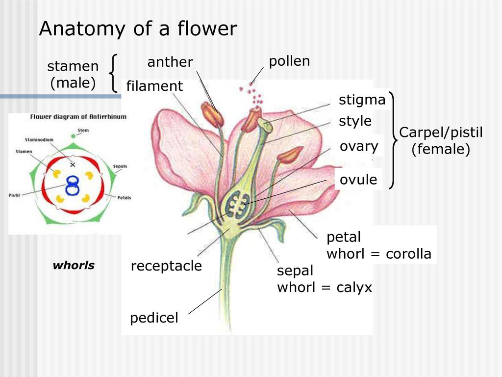 Be a flower kusuriya. Flower diagram. Анатомия цветка. Anatomy of stamen. Легкие анатомия цветы.