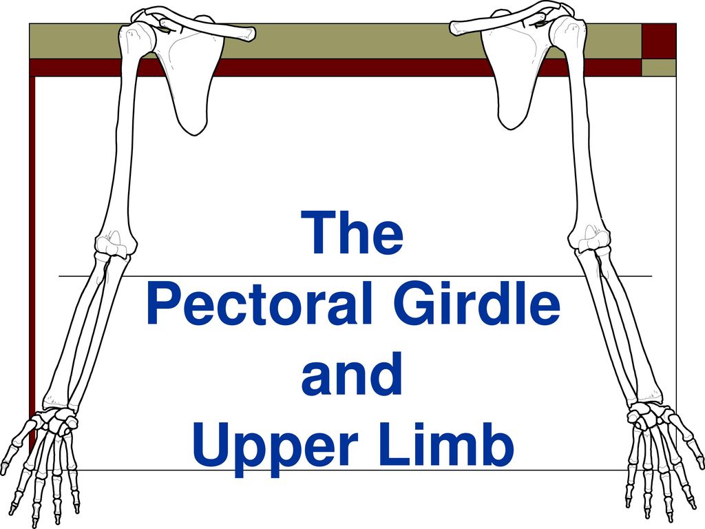 The Pectoral Girdle and Upper Limb - ppt download