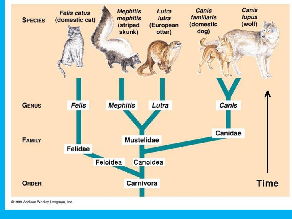 Домен животных. Семейство кошачьих классификация. Семейство кошачьих классификация схема. Систематическая классификация кошки. Систематика животных кошка.
