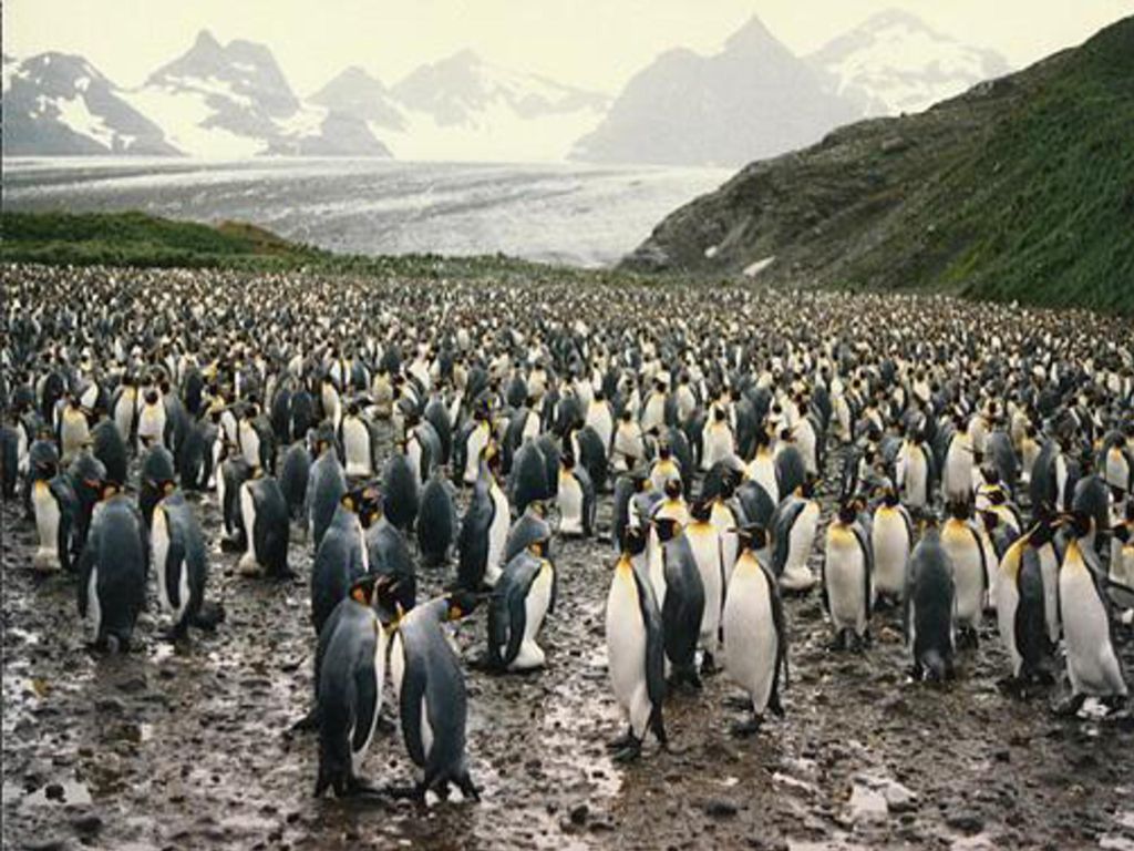 Среди всех которые существовали. Патагония Аргентина пингвины. Магелланов Пингвин в Южной Америке. Патагония остров пингвинов. Южные пингвины.