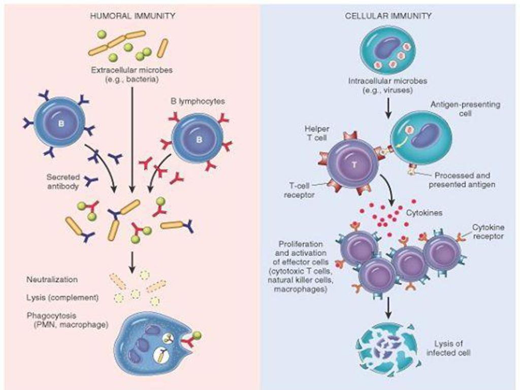 Супрессия иммунного ответа. Immunity Cells. Humoral immune System. Эффекторная фаза апоптоза. Эффекторная стадия иммунного ответа рисунок.