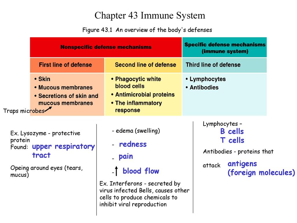 Figure 43 1 An Overview Of The Body S Defenses Ppt Download
