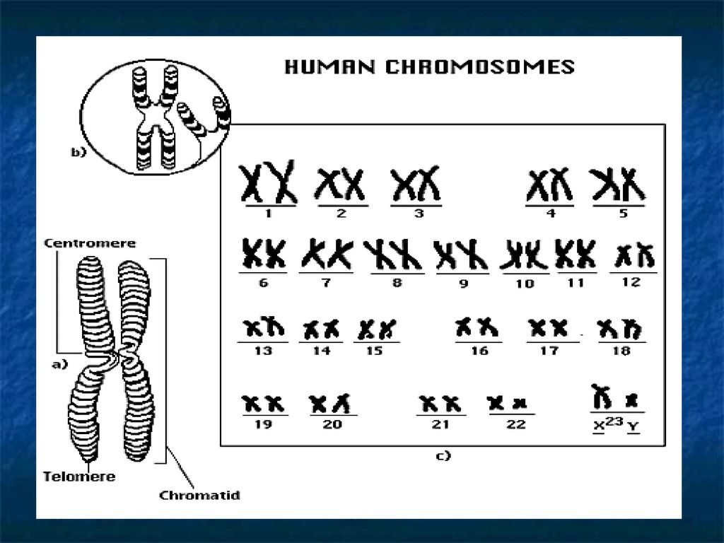 Хромосомы лучше видны