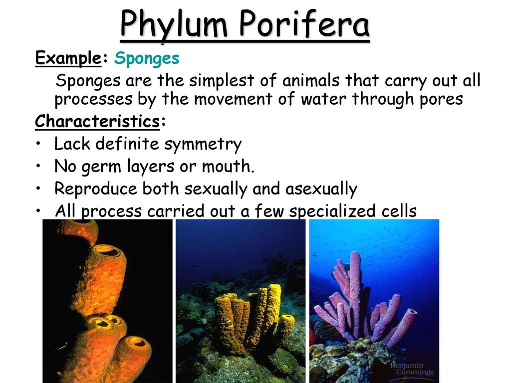 Phylum Porifera Example: Sponges - ppt download