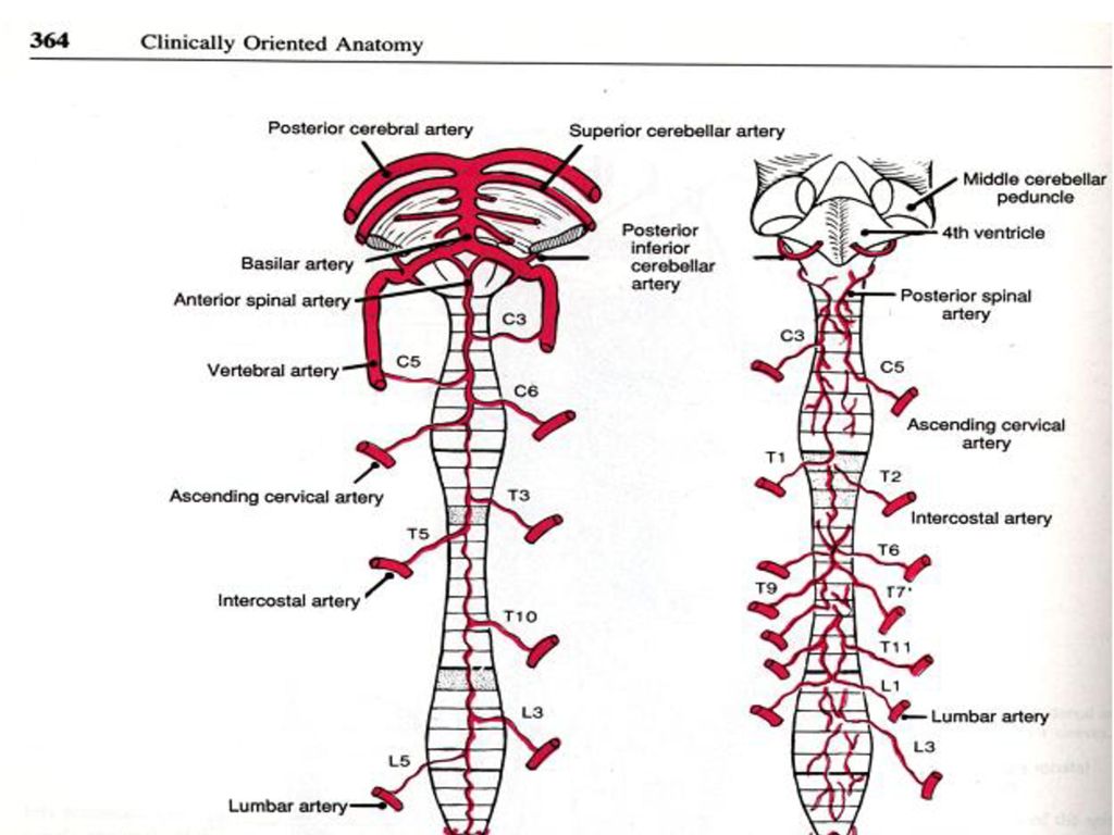 Артерии задних сегментов. Arteria vertebralis анатомия. Передняя спинномозговая артерия анатомия. Аорта спинного мозга. Артерия Спиналис Антериор.