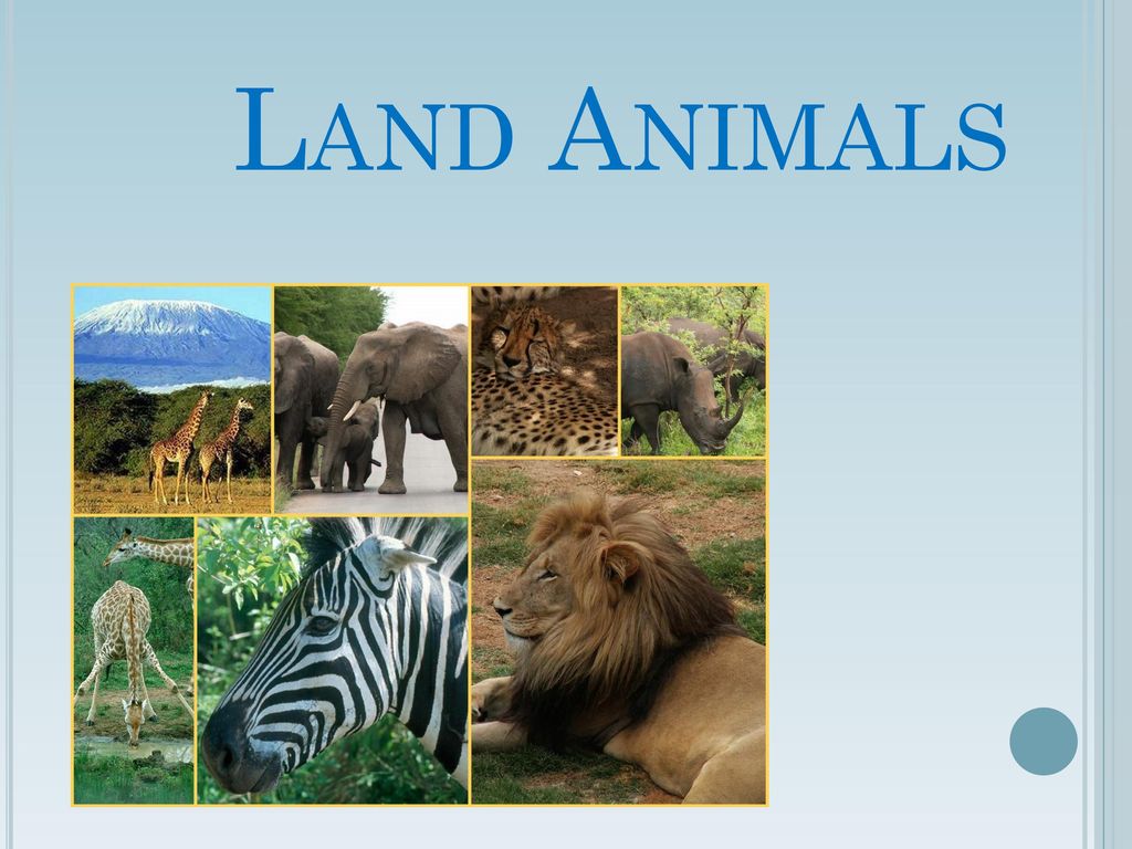 Land Animals. - ppt download