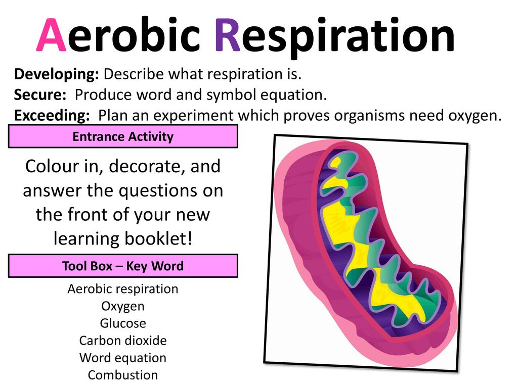 Get Cellular Respiration Formula Definition Pics
