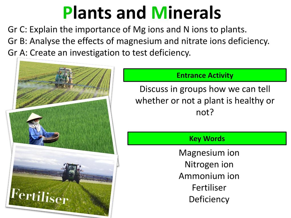 Plants And Minerals Gr C Explain The Importance Of Mg Ions And N Ions To Plants Gr B Analyse The Effects Of Magnesium And Nitrate Ions Deficiency Gr Ppt Download
