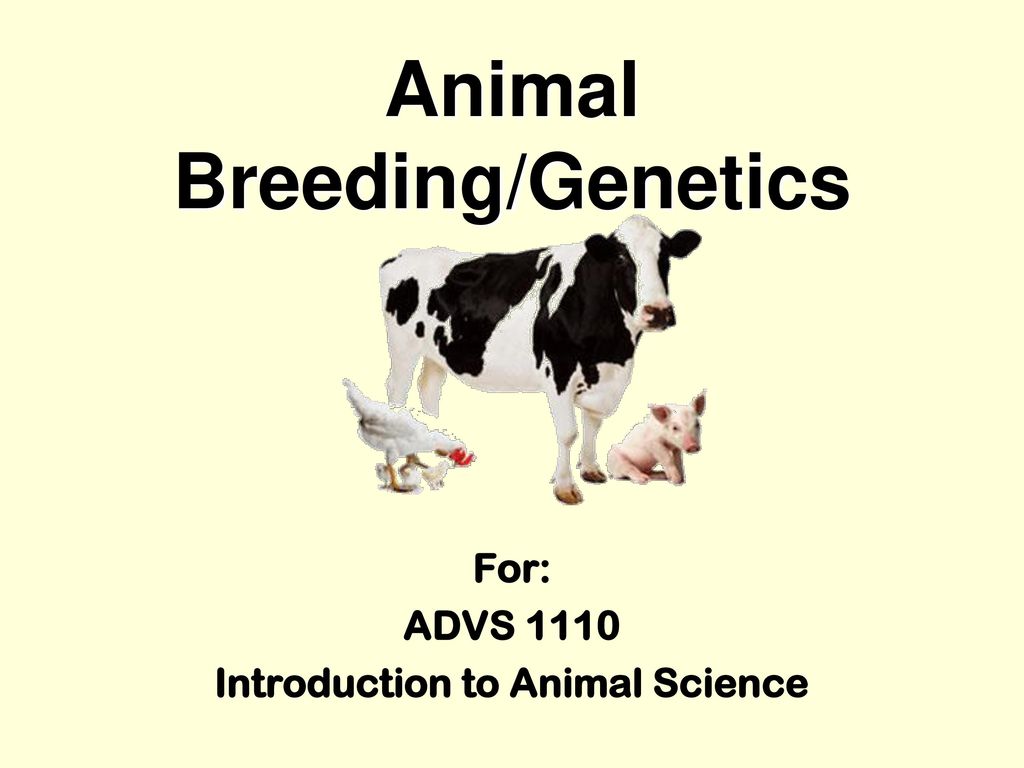 Animal Breeding/Genetics - ppt download
