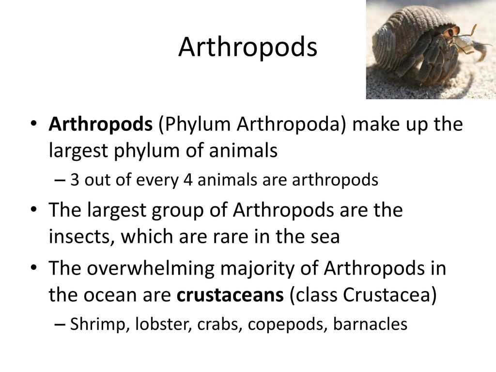 Arthropods Arthropods (Phylum Arthropoda) make up the largest phylum of  animals 3 out of every 4 animals are arthropods The largest group of  Arthropods. - ppt download